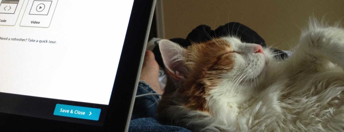 Image contains a photo of an orange and white cat sleeping near a laptop.