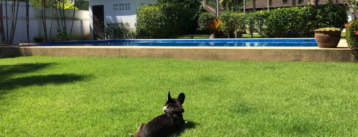 Image contains a photo of a small black dog facing away from the camera on a green lawn. In the background, the blue water of a pool is visible before a number of trees and a small white pool building. Above this, there are blue clouds.