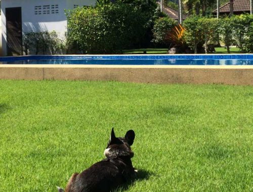 Image contains a photo of a small black dog facing away from the camera on a green lawn. In the background, the blue water of a pool is visible before a number of trees and a small white pool building. Above this, there are blue clouds.
