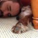 Image contains a photo of a male laying down on a carpeted floor with his head touching the head of a red Irish setter that is laying down on the floor as well. The Irish setter's paw can be seen coming into the foreground to the left of a wooden table leg. Behind the pair, there is a red leather couch.