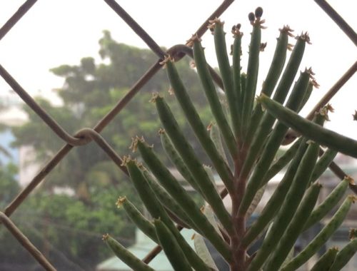 Image contains a photo of a small plant in the foreground with a chain link fence behind it. In the background beyond the fence, there are trees and houses.