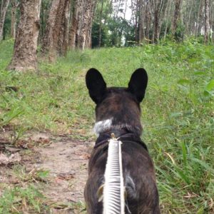 Image contains a photo of a small black dog on a leash looking away from the camera and down a path surrounded by trees and green grass.