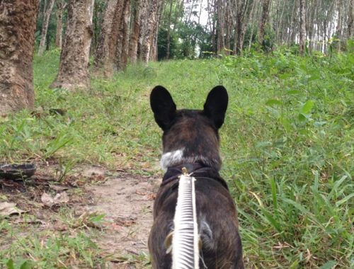 Image contains a photo of a small black dog on a leash looking away from the camera and down a path surrounded by trees and green grass.