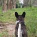 Image contains a photo of a small black dog on a leash looking away from the camera and down a path surrounded by trees and green grass.