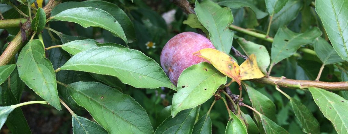 Image contains a photo of a small purple plum tucked amongst a bunch of green leaves.