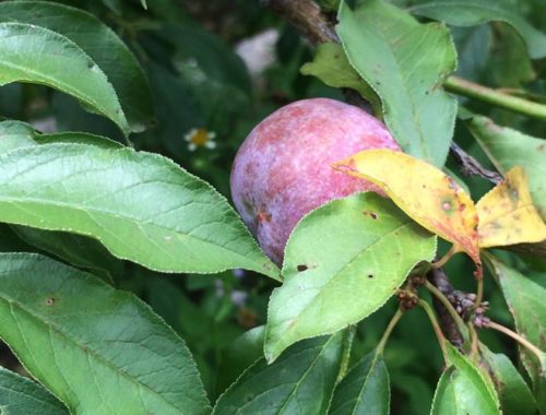 Image contains a photo of a small purple plum tucked amongst a bunch of green leaves.