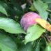 Image contains a photo of a small purple plum tucked amongst a bunch of green leaves.