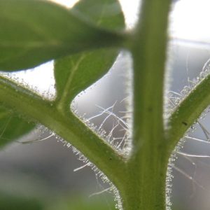 Image contains a photo of a close-up shot of a tomato plant. The green stalk and leaves are visible as well as the small clear furry pieces along the stems.