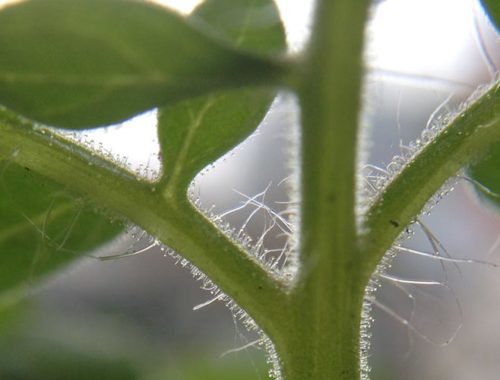 Image contains a photo of a close-up shot of a tomato plant. The green stalk and leaves are visible as well as the small clear furry pieces along the stems.