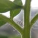 Image contains a photo of a close-up shot of a tomato plant. The green stalk and leaves are visible as well as the small clear furry pieces along the stems.