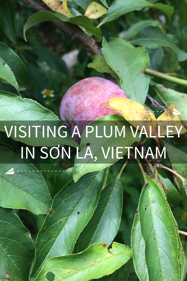 Image contains a photo of a purple plum tucked amongst a bunch of green leaves. In the centre of the image, there is large white text that says "Visiting a Plum Valley in Son La, Vietnam". Above the text and to the right, there is an icon of a small paper airplane flying to the right with a trail of dotted lines behind it. Below and to the left of the text, there is a similar illustration in the opposite direction.
