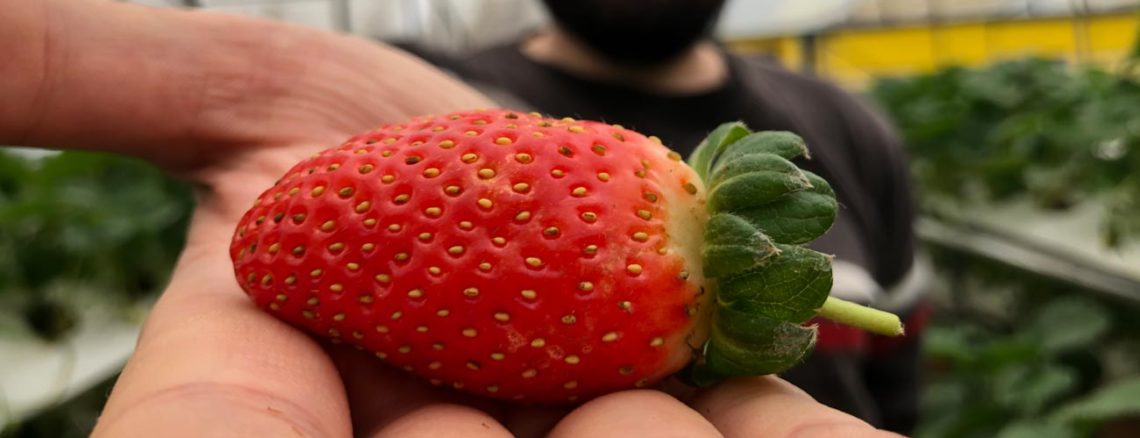 Image contains a photo of a man holding a bright red strawberry in his right hand. The strawberry is clearly visible in the foreground while the man is out of focus in the background.