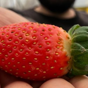 Image contains a photo of a man holding a bright red strawberry in his right hand. The strawberry is clearly visible in the foreground while the man is out of focus in the background.