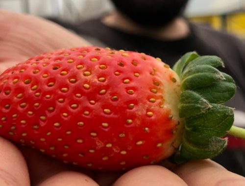 Image contains a photo of a man holding a bright red strawberry in his right hand. The strawberry is clearly visible in the foreground while the man is out of focus in the background.