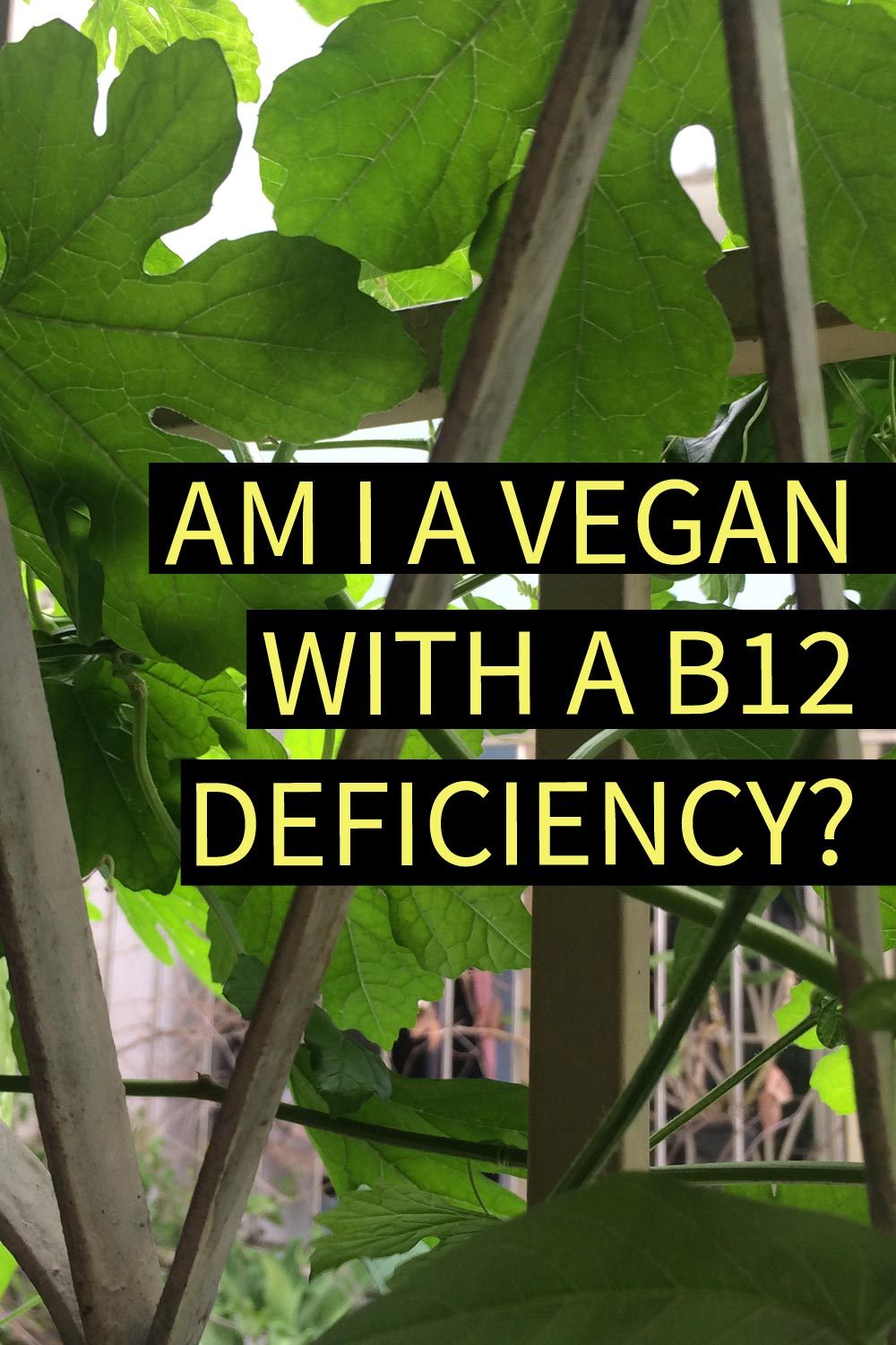 Image contains a photo of a fence covered in green leaves and vines. On top of the photo, there is yellow text that says "Am I A Vegan With A B12 Deficiency?" and black bars behind it.