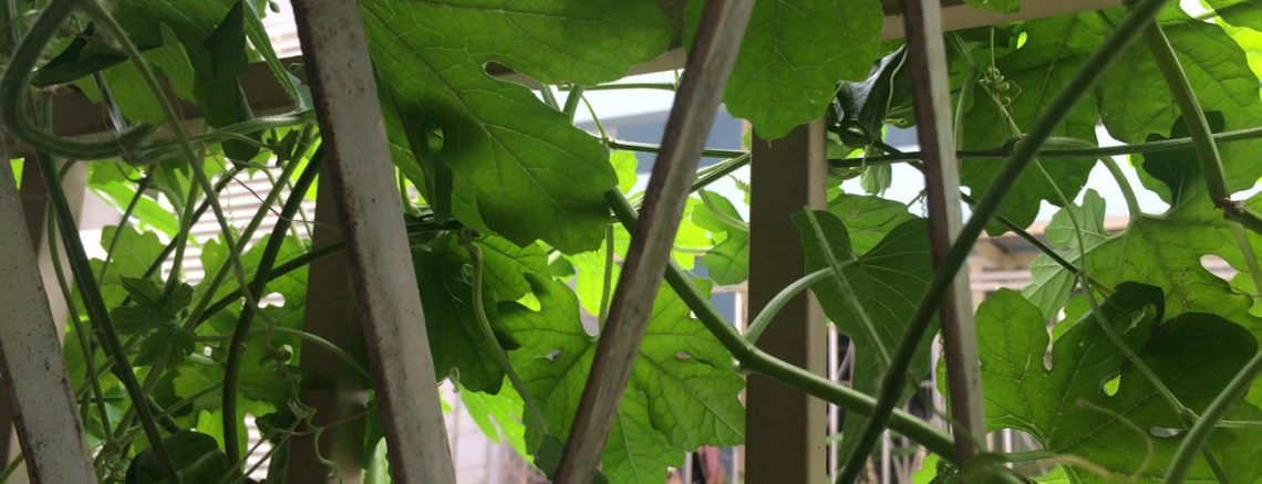 Image contains a photo of a fence covered in green leaves and vines.