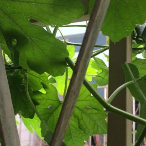 Image contains a photo of a fence covered in green leaves and vines.