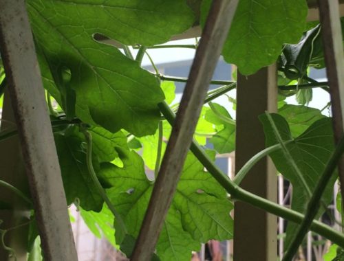 Image contains a photo of a fence covered in green leaves and vines.